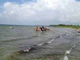 2012 Ridelejr